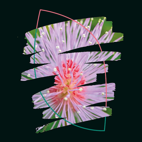 Image d'un coup de crayon comme fenêtre sur un petit écosystème : le détail d'une fleur en gros plan.